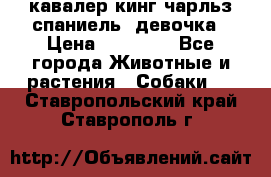  кавалер кинг чарльз спаниель -девочка › Цена ­ 45 000 - Все города Животные и растения » Собаки   . Ставропольский край,Ставрополь г.